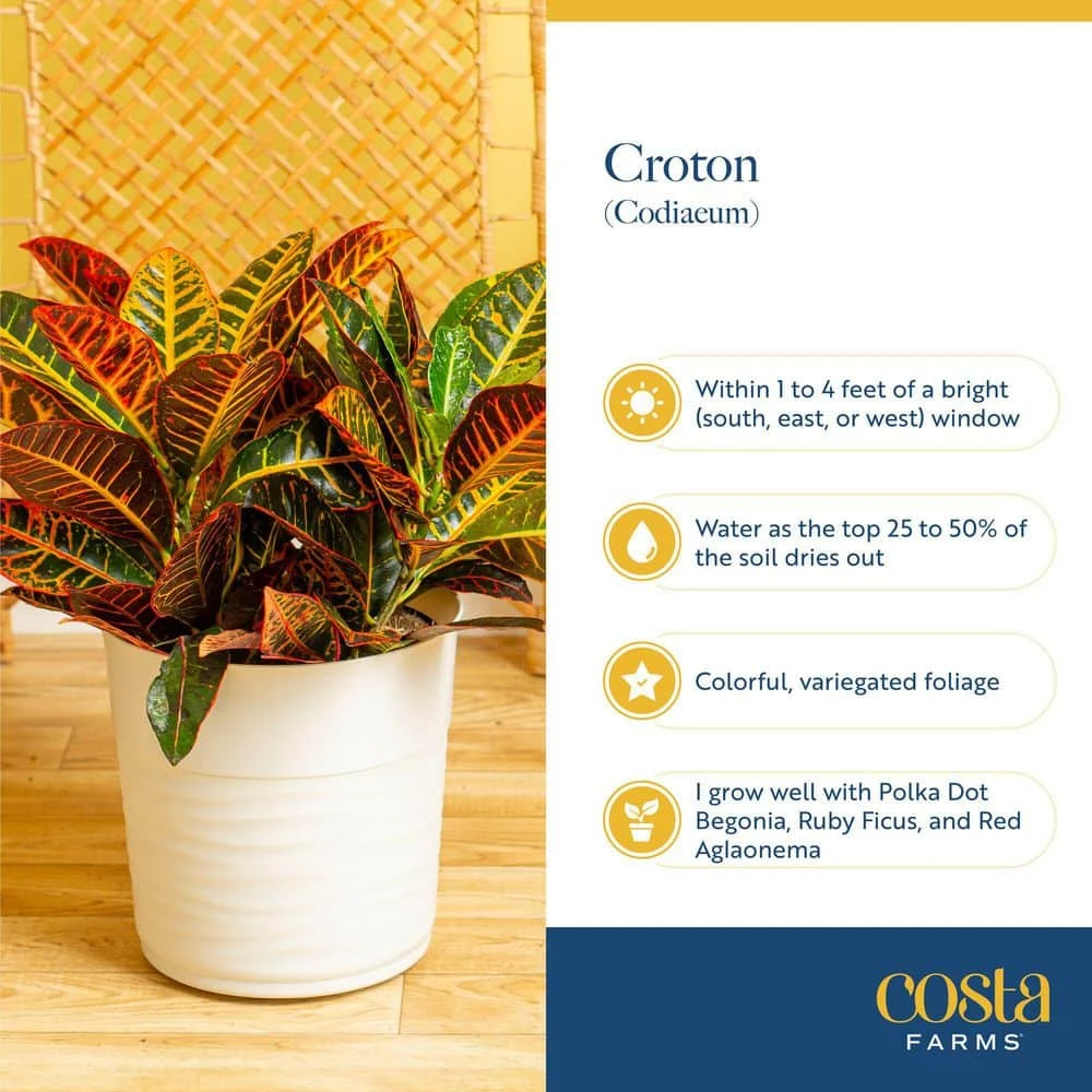 Croton Petra Indoor Plant In Grower's Pot, Average Shipping Height 1-2 Ft. Tall (2-Pack) 8 Croton Petra Indoor Plant In Grower's Pot, Average Shipping Height 1-2 Ft. Tall (2-Pack) - Image 6