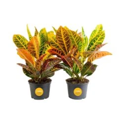 Croton Petra Indoor Plant In Grower's Pot, Average Shipping Height 1-2 Ft. Tall (2-Pack)