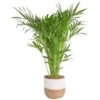 10 In. Cateracterum Indoor Palm (Cat Palm) Plant In Decor Weave Basket Planter, Average Shipping Height 3-4 Ft. Tall 2 10 In. Cateracterum Indoor Palm (Cat Palm) Plant In Decor Weave Basket Planter, Average Shipping Height 3-4 Ft. Tall -Home plant costa farms house plants co ct10 3 cyl 64 1000