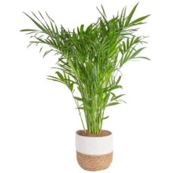 10 In. Cateracterum Indoor Palm (Cat Palm) Plant In Decor Weave Basket Planter, Average Shipping Height 3-4 Ft. Tall