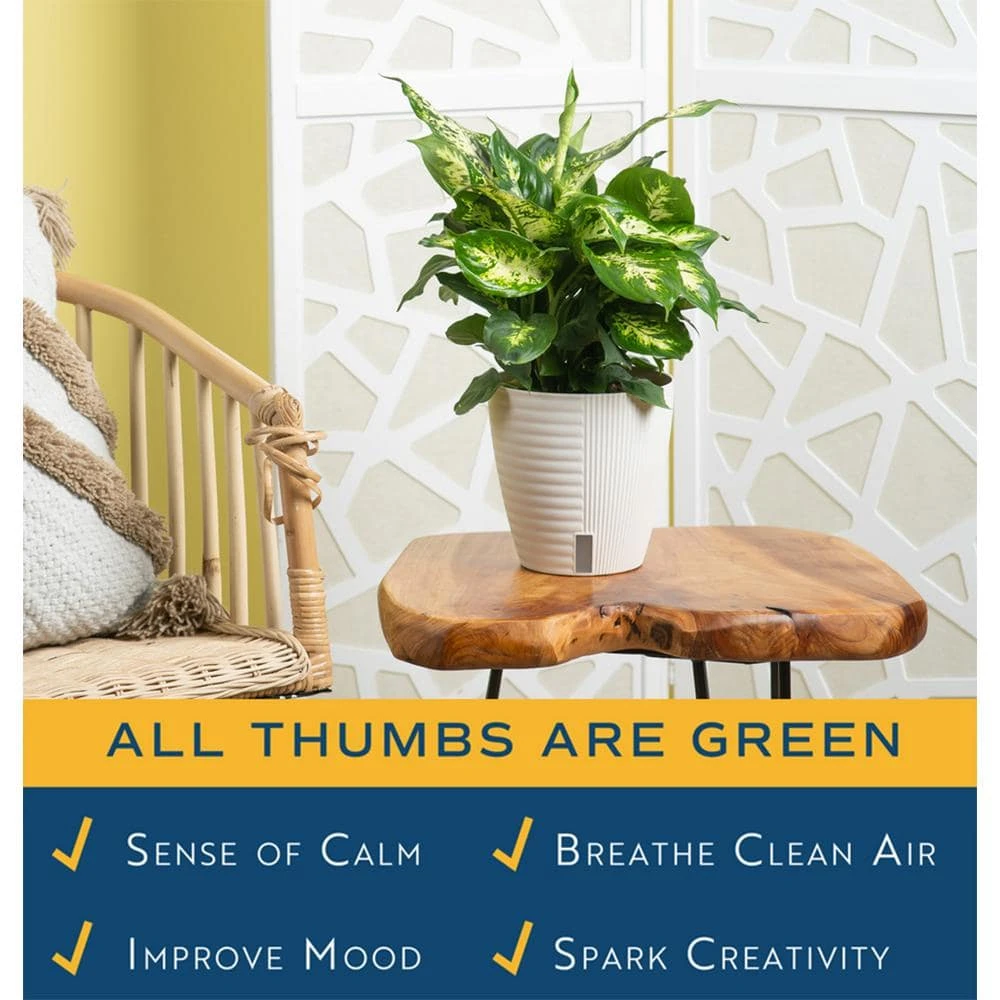 Dieffenbachia Indoor Plant In 6 In. Self-Watering Decor Planter, Average Shipping Height 1-2 Ft. Tall 8 Dieffenbachia Indoor Plant In 6 In. Self-Watering Decor Planter, Average Shipping Height 1-2 Ft. Tall - Image 6