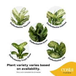 Dieffenbachia Indoor Plant In 6 In. Self-Watering Decor Planter, Average Shipping Height 1-2 Ft. Tall 18 Dieffenbachia Indoor Plant In 6 In. Self-Watering Decor Planter, Average Shipping Height 1-2 Ft. Tall -Home plant costa farms house plants co df06 3 cyl 44 1000