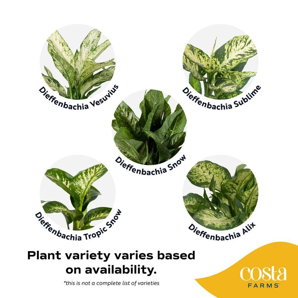 Dieffenbachia Indoor Plant In 6 In. Self-Watering Decor Planter, Average Shipping Height 1-2 Ft. Tall 9 Dieffenbachia Indoor Plant In 6 In. Self-Watering Decor Planter, Average Shipping Height 1-2 Ft. Tall - Image 7