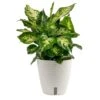 Dieffenbachia Indoor Plant In 6 In. Self-Watering Decor Planter, Average Shipping Height 1-2 Ft. Tall -Home plant costa farms house plants co df06 3 cyl 64 1000