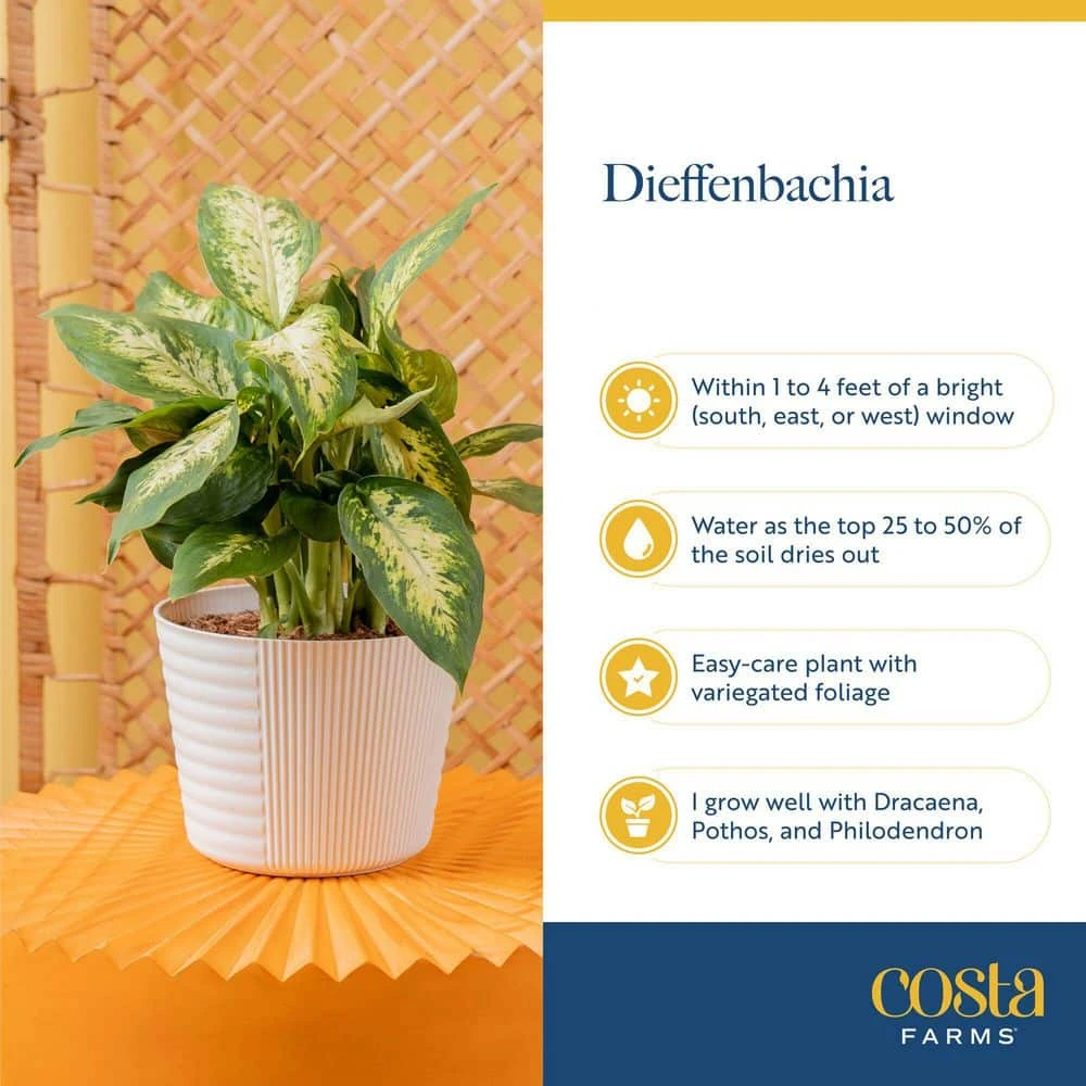 Dieffenbachia Indoor Plant In 6 In. Self-Watering Decor Planter, Average Shipping Height 1-2 Ft. Tall 10 Dieffenbachia Indoor Plant In 6 In. Self-Watering Decor Planter, Average Shipping Height 1-2 Ft. Tall - Image 8