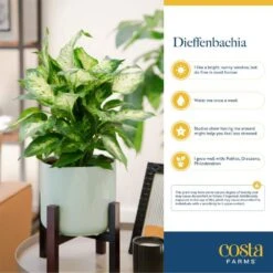 Grower's Choice Dieffenbachia Indoor Plant In 6 In. Decor Planter, Avg. Shipping Height 1-2 Ft. Tall 12 Grower's Choice Dieffenbachia Indoor Plant In 6 In. Decor Planter, Avg. Shipping Height 1-2 Ft. Tall -Home plant costa farms house plants co df06 3 hsh 1f 1000