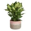 Grower's Choice Dieffenbachia Indoor Plant In 6 In. Decor Planter, Avg. Shipping Height 1-2 Ft. Tall 1 Grower's Choice Dieffenbachia Indoor Plant In 6 In. Decor Planter, Avg. Shipping Height 1-2 Ft. Tall -Home plant costa farms house plants co df06 3 hsh 64 1000
