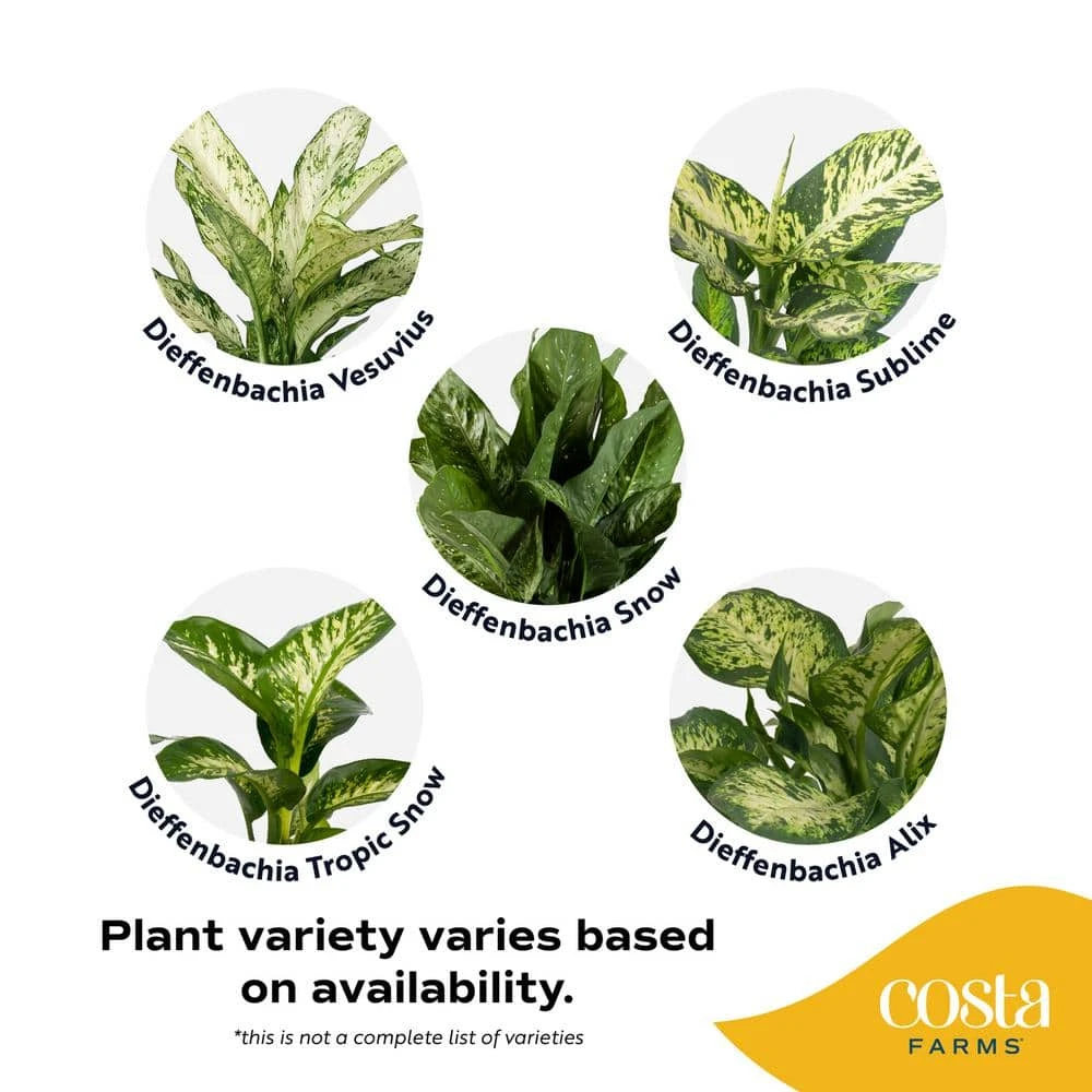 Grower's Choice Dieffenbachia Indoor Plant In 6 In. Decor Planter, Avg. Shipping Height 1-2 Ft. Tall 8 Grower's Choice Dieffenbachia Indoor Plant In 6 In. Decor Planter, Avg. Shipping Height 1-2 Ft. Tall - Image 6