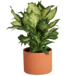 Dieffenbachia Indoor Plant In 6 In. Decor Planter, Average Shipping Height 1-2 Ft. Tall