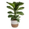 Ficus Lyrata Fiddle Leaf Bush Indoor Floor Plant In 9.25 In. Decor Basket, Avg. Shipping Height 3-4 Ft. 2 Ficus Lyrata Fiddle Leaf Bush Indoor Floor Plant In 9.25 In. Decor Basket, Avg. Shipping Height 3-4 Ft. -Home plant costa farms house plants co fl10 3 cyl 64 1000