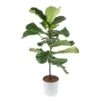 Fiddle Leaf Fig Indoor Plant In 10 In. Decor Planter, Average Shipping Height 3-4 Ft. Tall 2 Fiddle Leaf Fig Indoor Plant In 10 In. Decor Planter, Average Shipping Height 3-4 Ft. Tall -Home plant costa farms house plants co fl11 3 cyl 64 1000