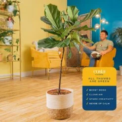 Ficus Lyrata Fiddle Leaf Fig Indoor Plant In 10 In. Decor Basket Planter, Average Shipping Height 3-4 Ft. Tall -Home plant costa farms house plants co fl11 3 sea 1f 1000