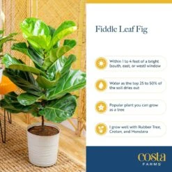 Ficus Lyrata Fiddle Leaf Fig Indoor Plant In 10 In. Decor Basket Planter, Average Shipping Height 3-4 Ft. Tall -Home plant costa farms house plants co fl11 3 sea 44 1000