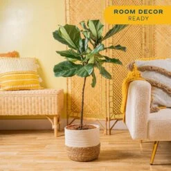 Ficus Lyrata Fiddle Leaf Fig Indoor Plant In 10 In. Decor Basket Planter, Average Shipping Height 3-4 Ft. Tall -Home plant costa farms house plants co fl11 3 sea 4f 1000