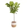 Ficus Lyrata Fiddle Leaf Fig Indoor Plant In 10 In. Decor Basket Planter, Average Shipping Height 3-4 Ft. Tall 2 Ficus Lyrata Fiddle Leaf Fig Indoor Plant In 10 In. Decor Basket Planter, Average Shipping Height 3-4 Ft. Tall -Home plant costa farms house plants co fl11 3 sea 64 1000