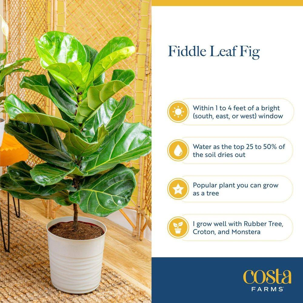 Fiddle Leaf Fig Indoor Plant In 10 In. Decor Planter, Avg. Shipping Height 2-3 Ft. Tall 7 Fiddle Leaf Fig Indoor Plant In 10 In. Decor Planter, Avg. Shipping Height 2-3 Ft. Tall - Image 5