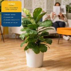 Fiddle Leaf Fig Indoor Plant In 10 In. Decor Planter, Avg. Shipping Height 2-3 Ft. Tall 13 Fiddle Leaf Fig Indoor Plant In 10 In. Decor Planter, Avg. Shipping Height 2-3 Ft. Tall -Home plant costa farms house plants co fli10 3 sgwht 4f 1000