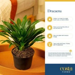 Grower's Choice Dracaena Indoor Plant In 6 In. Decor Pot, Avg. Shipping Height 1-2 Ft. Tall 17 Grower's Choice Dracaena Indoor Plant In 6 In. Decor Pot, Avg. Shipping Height 1-2 Ft. Tall -Home plant costa farms house plants co jc06 3 2to 31 1000