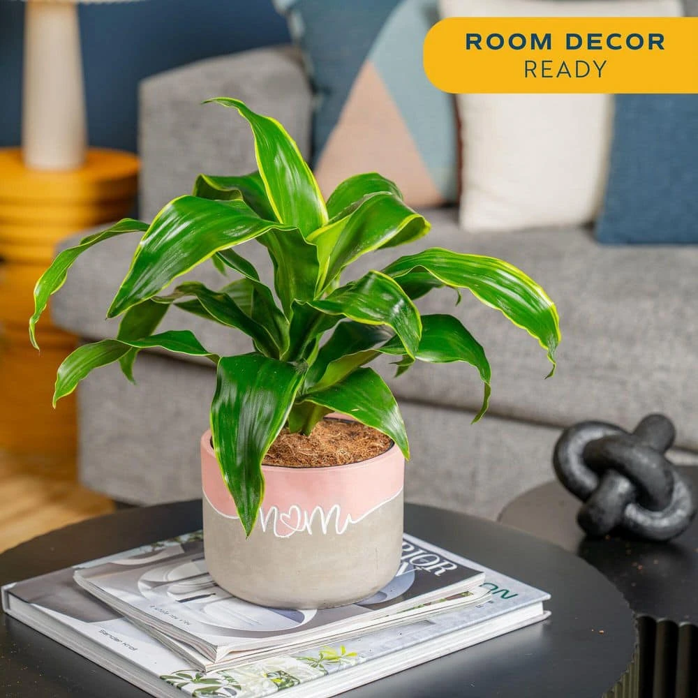 Grower's Choice Dracaena Indoor Plant In 6 In. Decor Pot, Avg. Shipping Height 1-2 Ft. Tall 7 Grower's Choice Dracaena Indoor Plant In 6 In. Decor Pot, Avg. Shipping Height 1-2 Ft. Tall - Image 5