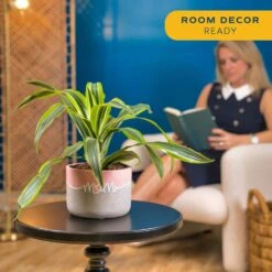 Grower's Choice Dracaena Indoor Plant In 6 In. Decor Pot, Avg. Shipping Height 1-2 Ft. Tall 12 Grower's Choice Dracaena Indoor Plant In 6 In. Decor Pot, Avg. Shipping Height 1-2 Ft. Tall -Home plant costa farms house plants co jc06 3 2to 4f 1000
