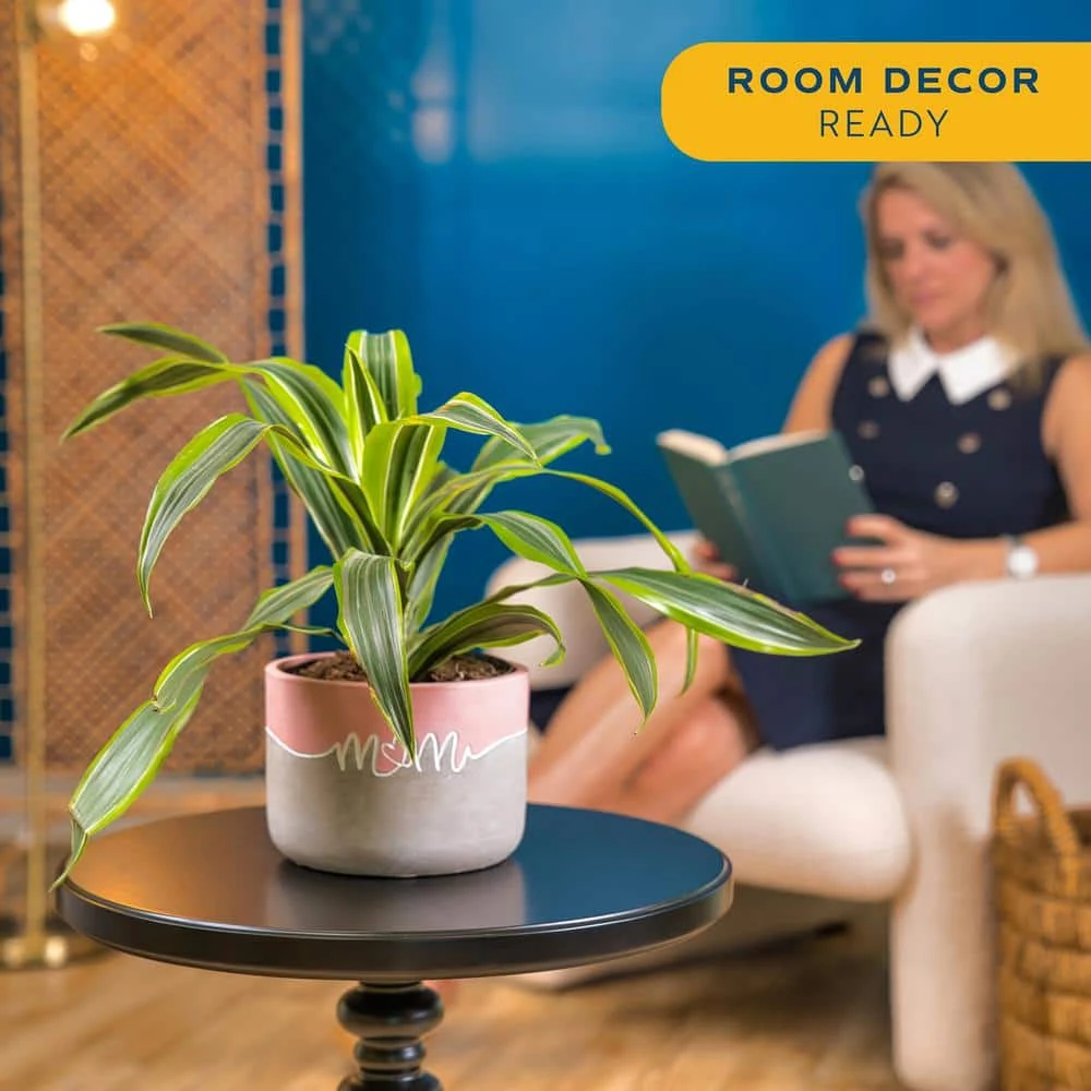 Grower's Choice Dracaena Indoor Plant In 6 In. Decor Pot, Avg. Shipping Height 1-2 Ft. Tall 5 Grower's Choice Dracaena Indoor Plant In 6 In. Decor Pot, Avg. Shipping Height 1-2 Ft. Tall - Image 3
