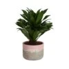 Grower's Choice Dracaena Indoor Plant In 6 In. Decor Pot, Avg. Shipping Height 1-2 Ft. Tall -Home plant costa farms house plants co jc06 3 2to 64 1000
