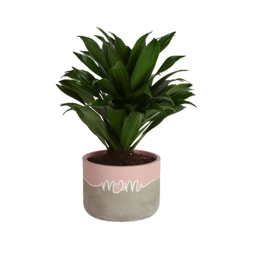Grower's Choice Dracaena Indoor Plant In 6 In. Decor Pot, Avg. Shipping Height 1-2 Ft. Tall 3 Grower's Choice Dracaena Indoor Plant In 6 In. Decor Pot, Avg. Shipping Height 1-2 Ft. Tall