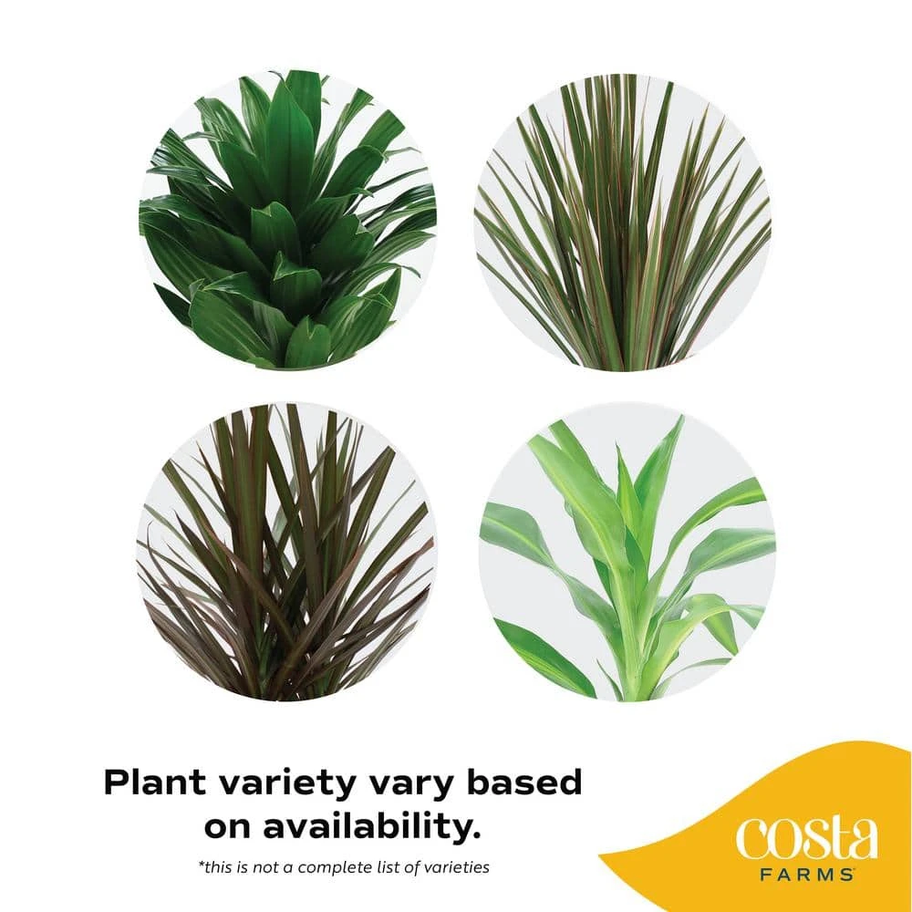 Grower's Choice Dracaena Indoor Plant In 6 In. Decor Pot, Avg. Shipping Height 1-2 Ft. Tall 4 Grower's Choice Dracaena Indoor Plant In 6 In. Decor Pot, Avg. Shipping Height 1-2 Ft. Tall - Image 2