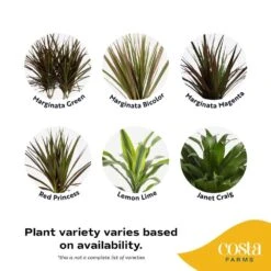 Grower's Choice Dracaena Indoor Plant In 6 In. Heart White Decor Pot, Avg. Shipping Height 10 In. Tall 12 Grower's Choice Dracaena Indoor Plant In 6 In. Heart White Decor Pot, Avg. Shipping Height 10 In. Tall -Home plant costa farms house plants co jc06 3 hsh 1f 1000