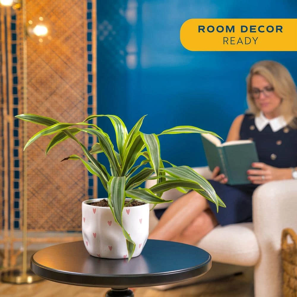 Grower's Choice Dracaena Indoor Plant In 6 In. Heart White Decor Pot, Avg. Shipping Height 10 In. Tall 7 Grower's Choice Dracaena Indoor Plant In 6 In. Heart White Decor Pot, Avg. Shipping Height 10 In. Tall - Image 5