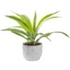 Grower's Choice Dracaena Indoor Plant In 6 In. Heart White Decor Pot, Avg. Shipping Height 10 In. Tall -Home plant costa farms house plants co jc06 3 hsh 64 1000