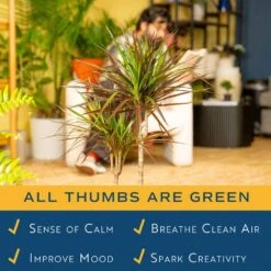 Marginata Indoor Plant In 10 In. Decor Pot, Avg. Shipping Height 2-3 Ft. Tall 12 Marginata Indoor Plant In 10 In. Decor Pot, Avg. Shipping Height 2-3 Ft. Tall -Home plant costa farms house plants co ma10 3 cyl 4f 1000