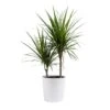 Marginata Indoor Plant In 10 In. Decor Pot, Avg. Shipping Height 2-3 Ft. Tall 1 Marginata Indoor Plant In 10 In. Decor Pot, Avg. Shipping Height 2-3 Ft. Tall -Home plant costa farms house plants co ma10 3 cyl 64 1000