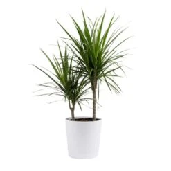 Marginata Indoor Plant In 10 In. Decor Pot, Avg. Shipping Height 2-3 Ft. Tall