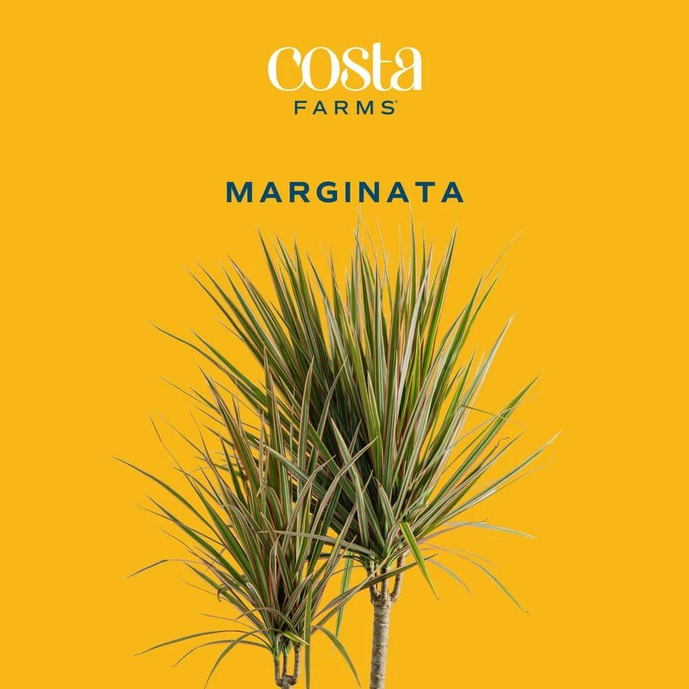 Marginata Indoor Plant In 10 In. Decor Pot, Avg. Shipping Height 2-3 Ft. Tall 5 Marginata Indoor Plant In 10 In. Decor Pot, Avg. Shipping Height 2-3 Ft. Tall - Image 3