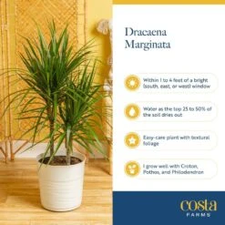 Marginata Indoor Plant In 10 In. Decor Pot, Avg. Shipping Height 2-3 Ft. Tall 13 Marginata Indoor Plant In 10 In. Decor Pot, Avg. Shipping Height 2-3 Ft. Tall -Home plant costa farms house plants co ma10 3 cyl fa 1000
