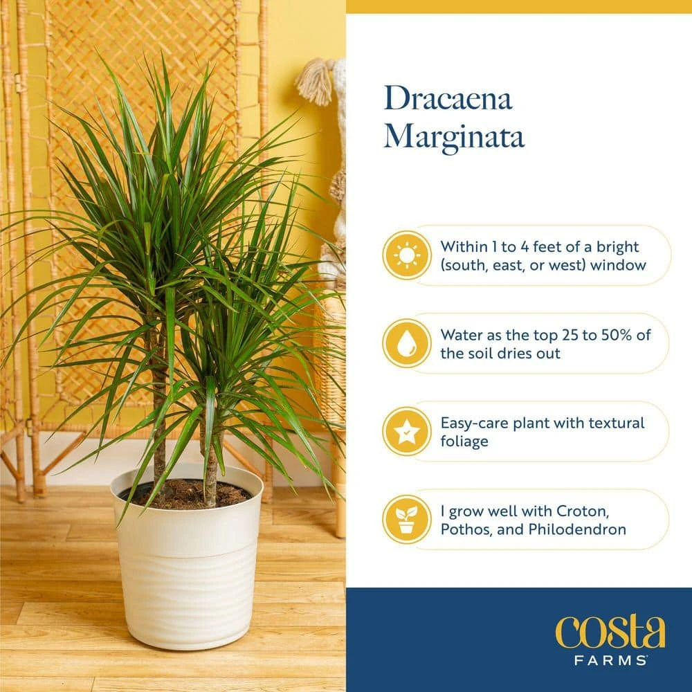 Marginata Indoor Plant In 10 In. Decor Pot, Avg. Shipping Height 2-3 Ft. Tall 7 Marginata Indoor Plant In 10 In. Decor Pot, Avg. Shipping Height 2-3 Ft. Tall - Image 5