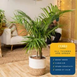 Majesty Palm Indoor Plant In 10 In. Decor Weave Basket Planter, Average Shipping Height 3-4 Ft. Tall 14 Majesty Palm Indoor Plant In 10 In. Decor Weave Basket Planter, Average Shipping Height 3-4 Ft. Tall -Home plant costa farms house plants co mp10 3 cyl 1f 1000
