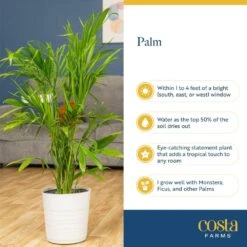 Majesty Palm Indoor Plant In 10 In. Decor Weave Basket Planter, Average Shipping Height 3-4 Ft. Tall 15 Majesty Palm Indoor Plant In 10 In. Decor Weave Basket Planter, Average Shipping Height 3-4 Ft. Tall -Home plant costa farms house plants co mp10 3 cyl 44 1000
