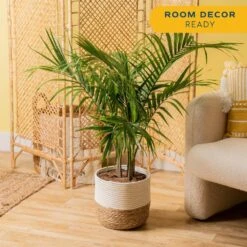 Majesty Palm Indoor Plant In 10 In. Decor Weave Basket Planter, Average Shipping Height 3-4 Ft. Tall 13 Majesty Palm Indoor Plant In 10 In. Decor Weave Basket Planter, Average Shipping Height 3-4 Ft. Tall -Home plant costa farms house plants co mp10 3 cyl 4f 1000