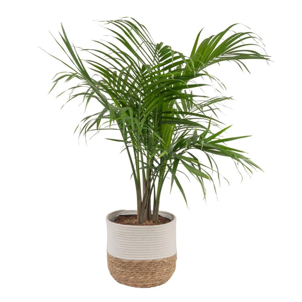 Majesty Palm Indoor Plant In 10 In. Decor Weave Basket Planter, Average Shipping Height 3-4 Ft. Tall 3 Majesty Palm Indoor Plant In 10 In. Decor Weave Basket Planter, Average Shipping Height 3-4 Ft. Tall