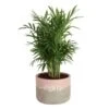 Neanthebella Palm Indoor Plant In 6 In. 2-Tone Decor Planter, Average Shipping Height 1-2 Ft. Tall 2 Neanthebella Palm Indoor Plant In 6 In. 2-Tone Decor Planter, Average Shipping Height 1-2 Ft. Tall -Home plant costa farms house plants co np07 3 2to 64 1000