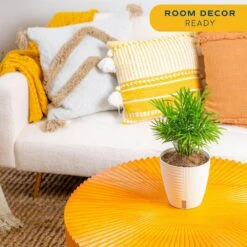 6 In. Neanthebella Palm Plant In Self-Watering Decor Pot, Avg. Shipping Height 1-2 Ft. Tall -Home plant costa farms house plants co np07 3 cyl 1f 1000