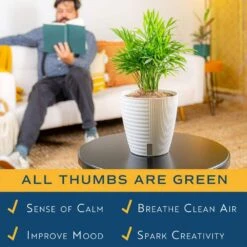 6 In. Neanthebella Palm Plant In Self-Watering Decor Pot, Avg. Shipping Height 1-2 Ft. Tall -Home plant costa farms house plants co np07 3 cyl 44 1000