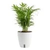 6 In. Neanthebella Palm Plant In Self-Watering Decor Pot, Avg. Shipping Height 1-2 Ft. Tall 1 6 In. Neanthebella Palm Plant In Self-Watering Decor Pot, Avg. Shipping Height 1-2 Ft. Tall -Home plant costa farms house plants co np07 3 cyl 64 1000