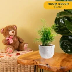 Neanthebella Palm Indoor Plant In 6 In. White And Pink Hearts Ceramic Planter, Avg Shipping Height 1-2 Ft. Tall -Home plant costa farms house plants co np07 3 hsh 1f 1000