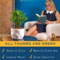 Neanthebella Palm Indoor Plant In 6 In. White And Pink Hearts Ceramic Planter, Avg Shipping Height 1-2 Ft. Tall -Home plant costa farms house plants co np07 3 hsh 31 1000