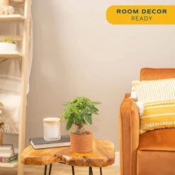 Pachira Money Tree Indoor Plant In 4 In. Premium Ceramic Pot, Avg. Shipping Height 10 In. Tall 14 Pachira Money Tree Indoor Plant In 4 In. Premium Ceramic Pot, Avg. Shipping Height 10 In. Tall -Home plant costa farms house plants co pac5 3 sch 1f 1000