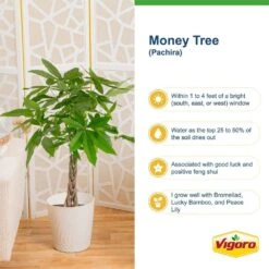 Pachira Money Tree Indoor Plant In 4 In. Premium Ceramic Pot, Avg. Shipping Height 10 In. Tall 15 Pachira Money Tree Indoor Plant In 4 In. Premium Ceramic Pot, Avg. Shipping Height 10 In. Tall -Home plant costa farms house plants co pac5 3 sch 44 1000
