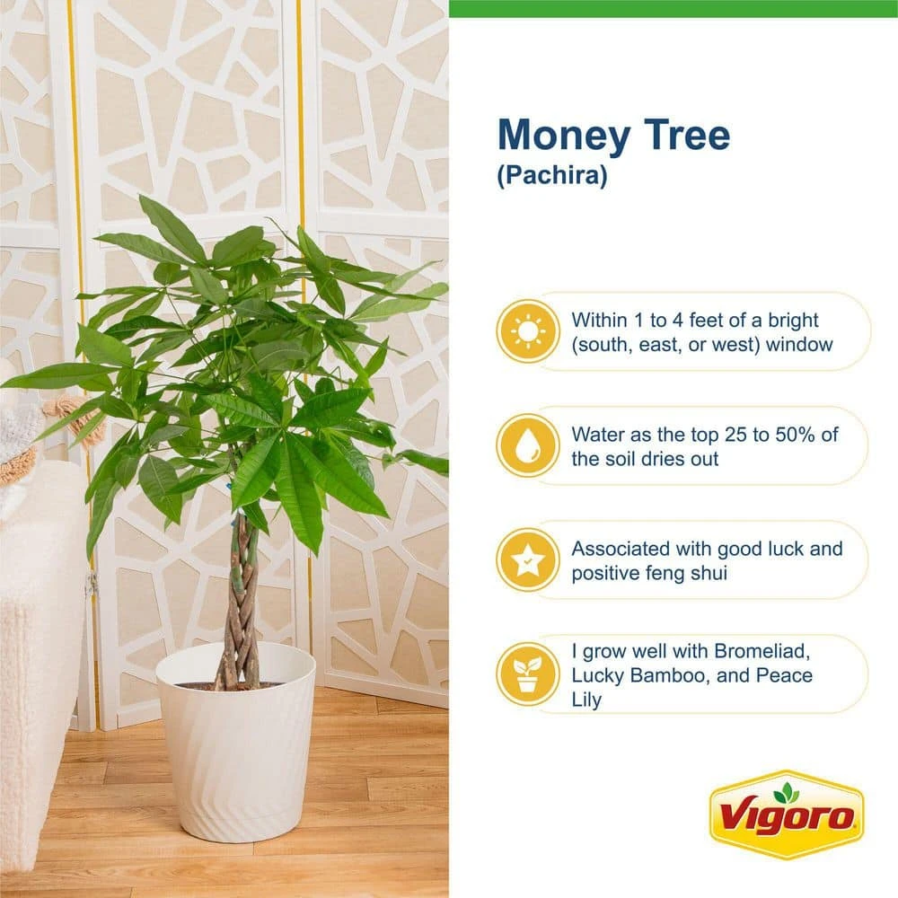 Pachira Money Tree Indoor Plant In 4 In. Premium Ceramic Pot, Avg. Shipping Height 10 In. Tall 8 Pachira Money Tree Indoor Plant In 4 In. Premium Ceramic Pot, Avg. Shipping Height 10 In. Tall - Image 6